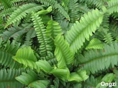 Nephrolepis biserrata