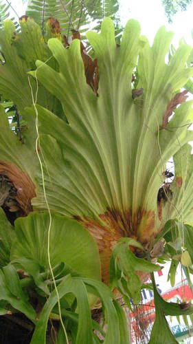 Platycerium coronarium (Platycerium coronarium)