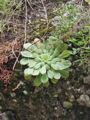 Aeonium glandulosum image