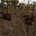photo of American Hazelnut (Corylus americana)