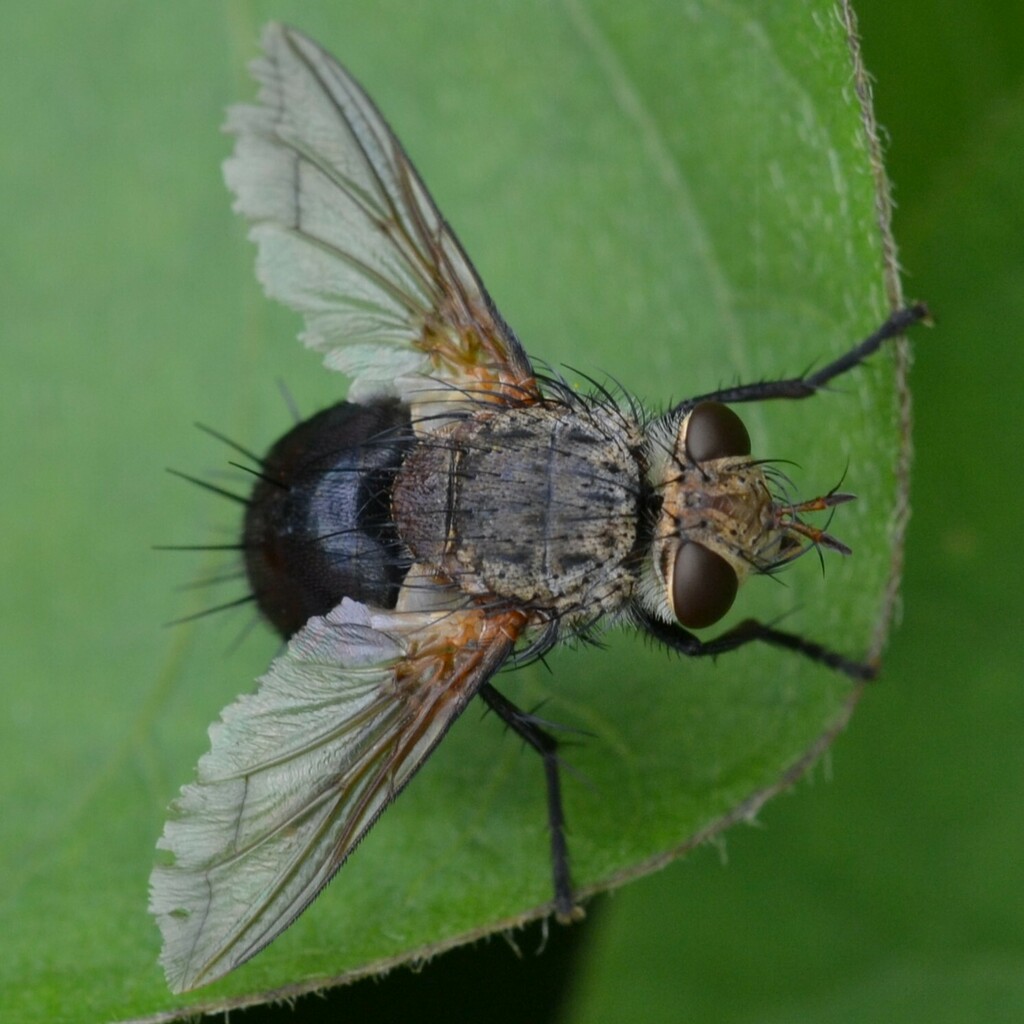 Tachinid fly