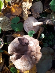 Lactarius pyrogalus