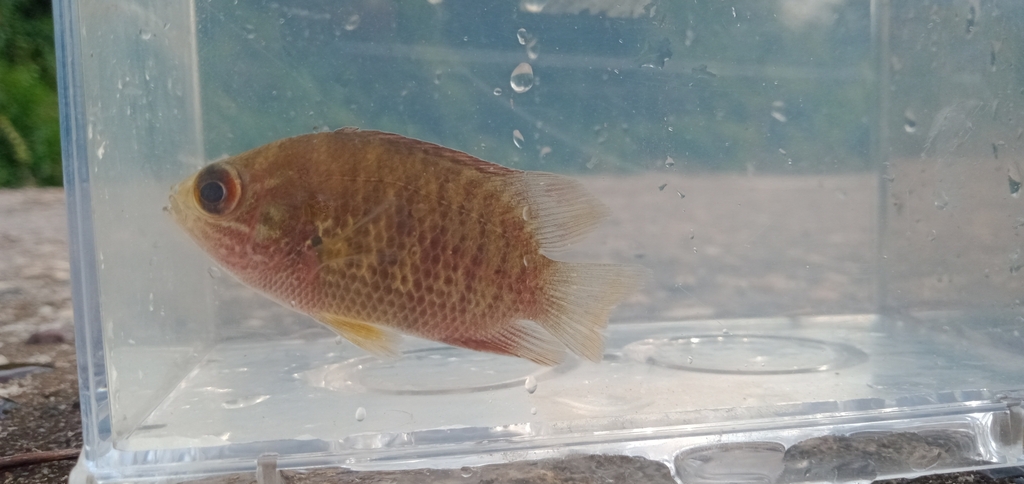 Malayan Leaffish (Pristolepis fasciata)