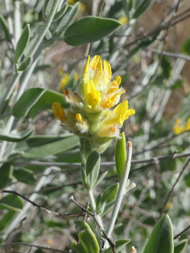 Albaida (Anthyllis cytisoides)