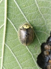 Physonota alutacea