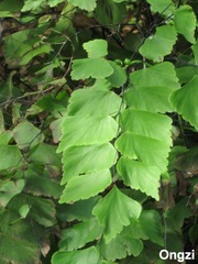 Adiantum trapeziforme