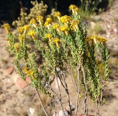 Oedera sedifolia