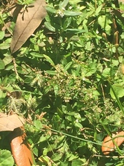 Erythemis simplicicollis