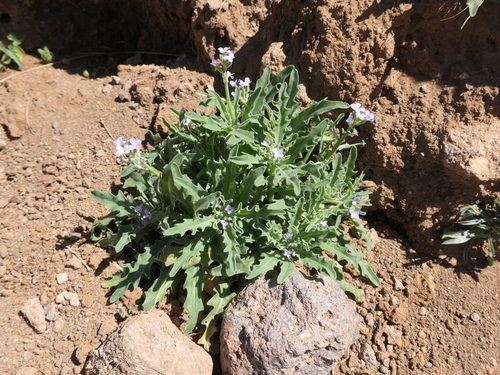 Image of Matthiola parviflora by (c) Rafael Medina, some rights reserved (CC BY)