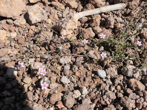 Image of Rhodalsine geniculata by (c) Rafael Medina, some rights reserved (CC BY)
