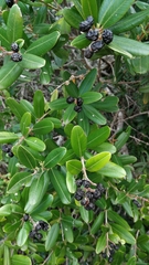 Ozoroa mucronata