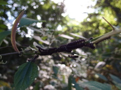 Symbrenthia lilaea formosanus