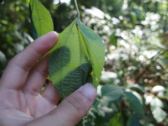 Symbrenthia lilaea formosanus