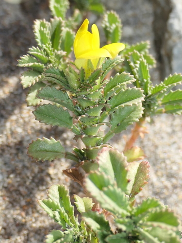 Image of Ononis variegata by (c) Rafael Medina, some rights reserved (CC BY)