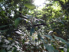 Symbrenthia lilaea formosanus