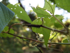 Symbrenthia lilaea formosanus