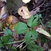 photo of Bristly Buttercup (Ranunculus hispidus)