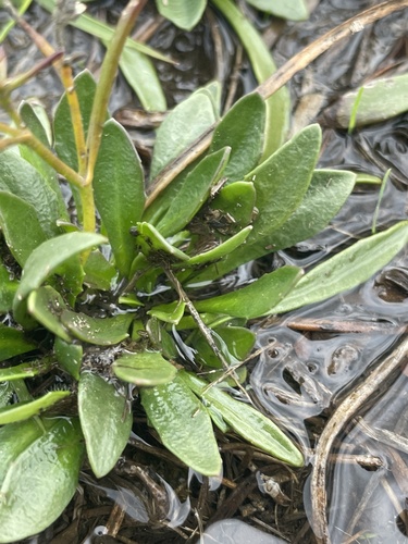 Image of Goodenia humilis by no rights reserved
