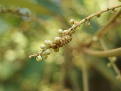 Megisba malaya sikkima
