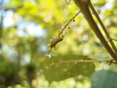 Megisba malaya sikkima