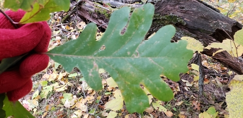 photo of Bur Oak (Quercus macrocarpa)