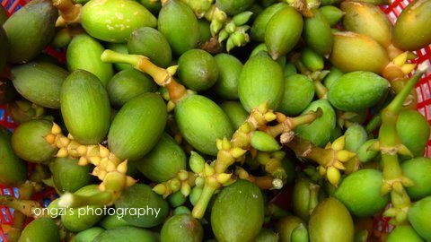 Buko (Gnetum gnemon)
