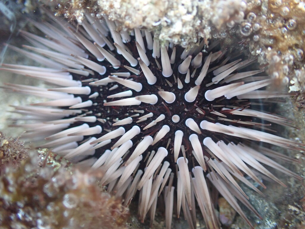 Rock-boring urchin