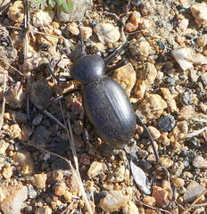 Eleodes grandicollis