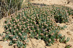 Phiambolia gydouwensis