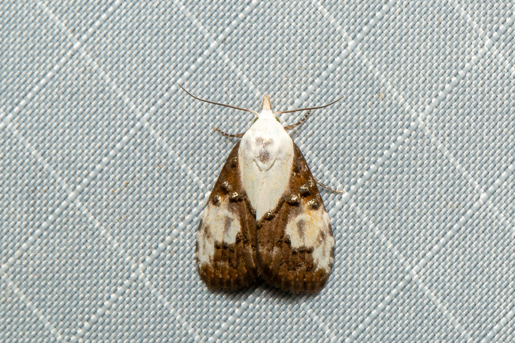 Calonola orbiculata