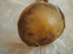 Protostropharia