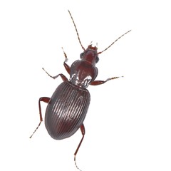 Gastrellarius honestus