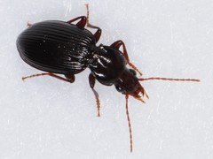 Gastrellarius honestus