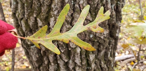 photo of White Oak (Quercus alba)