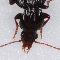 Gastrellarius honestus