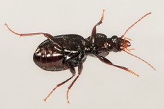 Gastrellarius honestus