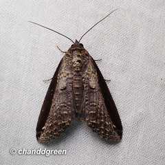Lophoptera squammigera