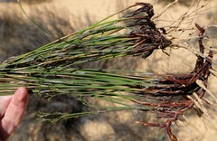 Thamnochortus schlechteri