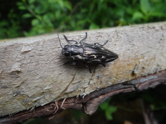 Chalcophora mexicana