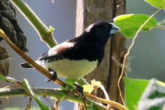 Spermestes bicolor