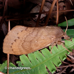 Dendrolimus punctata