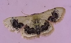 Idaea macrospila