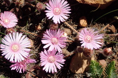 Drosanthemum striatum