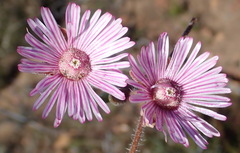 Drosanthemum striatum
