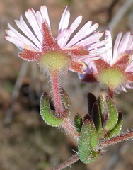 Drosanthemum striatum