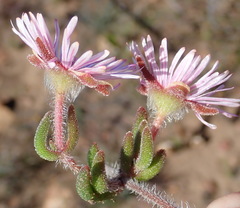 Drosanthemum striatum