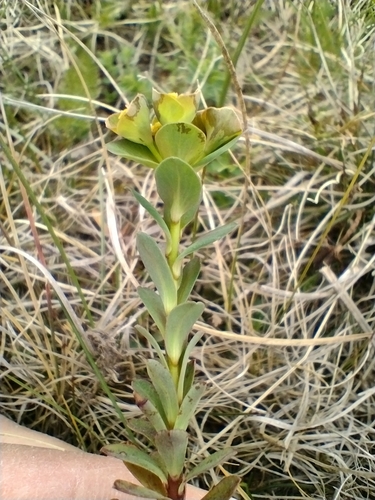 Euphorbia kerneri
