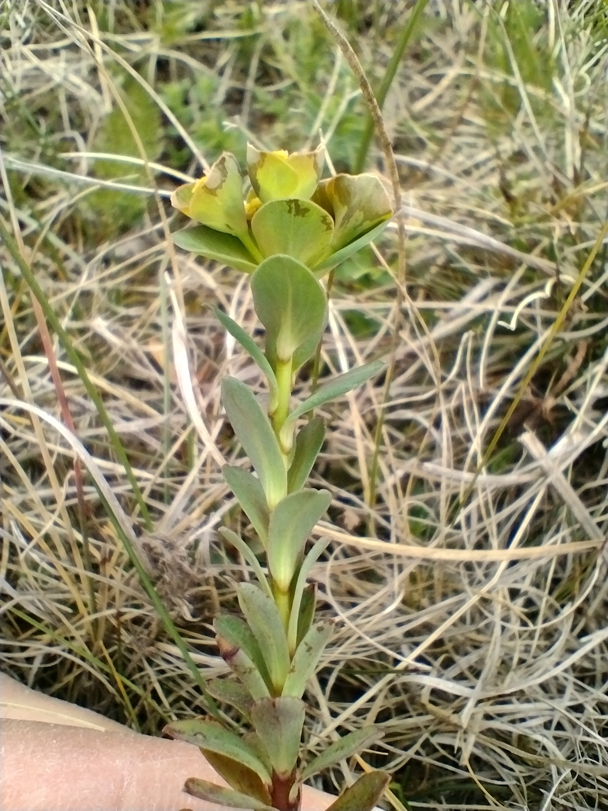 Euphorbia kerneri