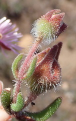 Drosanthemum striatum