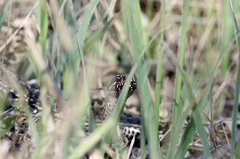 Vipera renardi